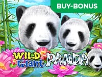Wild Giant Panda